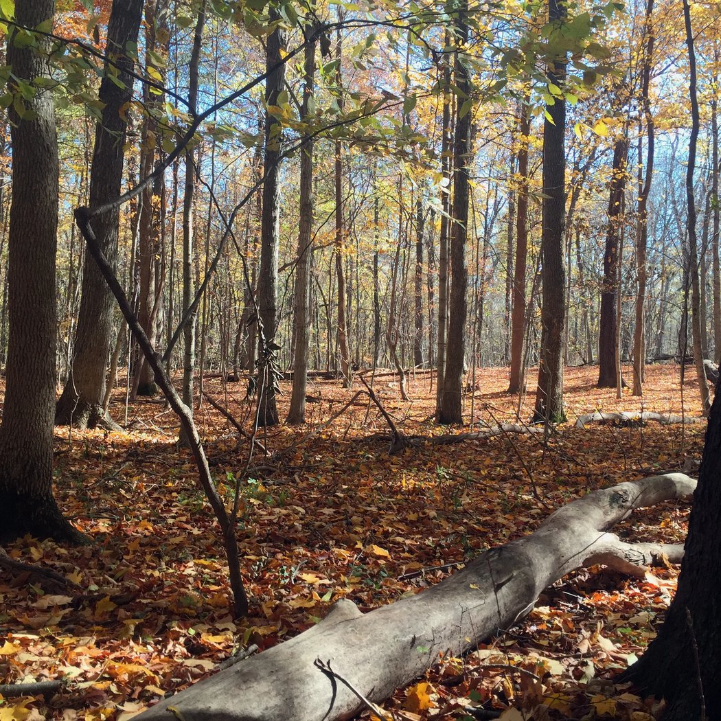 Shawnee Prairie Preserve & Nature Center 2